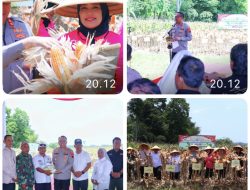 Polres Pekalongan Bersama Petani Sambiroto Gelar Panen Raya Jagung Kuartal III